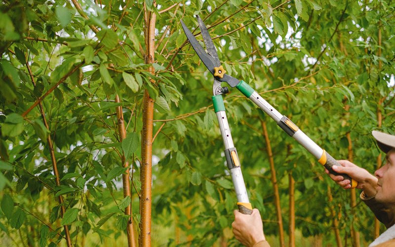 Tree trimming in Ross, ND