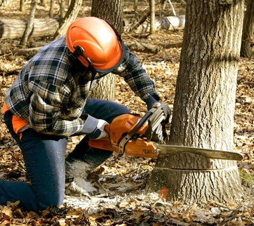 Tree Removal in Ross, ND